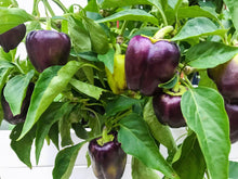 Load image into Gallery viewer, Pepper, Purple Beauty Bell