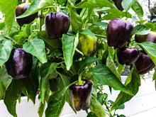 Load image into Gallery viewer, Pepper, Purple Beauty Bell