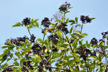Load image into Gallery viewer, Elderberry, American