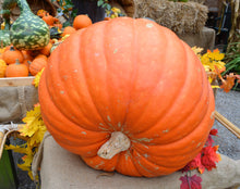 Load image into Gallery viewer, Pumpkin, Big Max