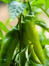 Load image into Gallery viewer, Pepper, Anaheim Chili