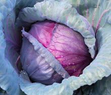 Load image into Gallery viewer, Cabbage, Red Acre