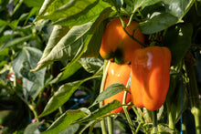 Load image into Gallery viewer, Pepper, Orange King Bell