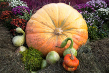 Load image into Gallery viewer, Pumpkin, Dill's Atlantic Giant