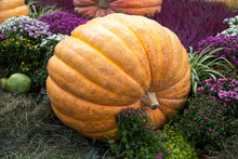 Load image into Gallery viewer, Pumpkin, Dill's Atlantic Giant