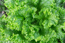 Load image into Gallery viewer, Lettuce, Loose Leaf