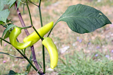 Load image into Gallery viewer, Pepper, Hungarian Hot Wax