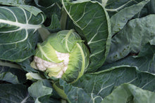 Load image into Gallery viewer, Cauliflower, Snowball Self Blanching