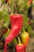 Load image into Gallery viewer, Pepper, Hungarian Hot Wax