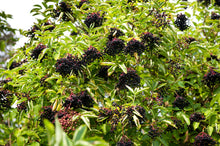 Load image into Gallery viewer, Elderberry, American