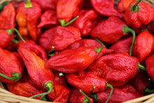 Load image into Gallery viewer, Pepper, Ghost
