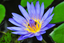 Load image into Gallery viewer, Lotus, Mixed Colors - Organic