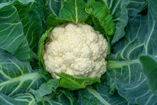 Load image into Gallery viewer, Cauliflower, Snowball Self Blanching
