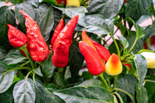 Load image into Gallery viewer, Pepper, Anaheim Chili