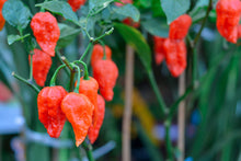 Load image into Gallery viewer, Pepper, Ghost