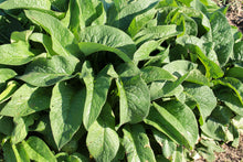 Load image into Gallery viewer, Comfrey