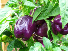 Load image into Gallery viewer, Pepper, Purple Beauty Bell