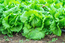 Load image into Gallery viewer, Lettuce, Iceberg