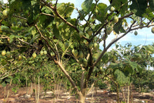 Load image into Gallery viewer, TAMARILLO, Tree Tomato Seeds