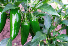 Load image into Gallery viewer, Pepper, Jalapeno