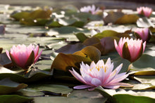 Load image into Gallery viewer, Lotus, Mixed Colors - Organic