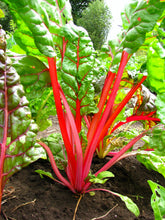 Load image into Gallery viewer, Swiss Chard, Ruby Red