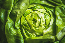 Load image into Gallery viewer, Lettuce, Bibb