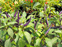 Load image into Gallery viewer, Pepper, Cayenne Purple