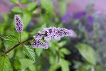Load image into Gallery viewer, Spearmint