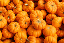 Load image into Gallery viewer, Pumpkin, Mini Mix