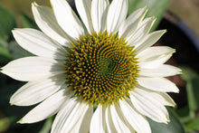 Load image into Gallery viewer, Echinacea