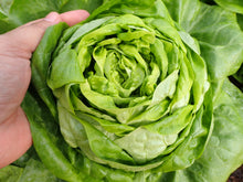 Load image into Gallery viewer, Lettuce, Buttercrunch