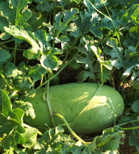 Load image into Gallery viewer, Watermelon, Charleston Gray