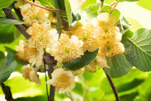 Load image into Gallery viewer, Kiwi