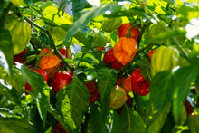 Load image into Gallery viewer, Pepper, Habanero Red