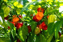 Load image into Gallery viewer, Pepper, Habanero Mix