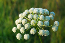 Load image into Gallery viewer, Carrot, Black Nebula