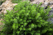 Load image into Gallery viewer, Oregano, Greek