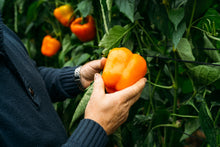 Load image into Gallery viewer, Pepper, Orange Sun Bell