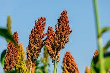 Load image into Gallery viewer, Sorghum, Honey Drip