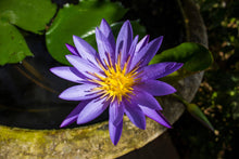 Load image into Gallery viewer, Lotus, Bowl