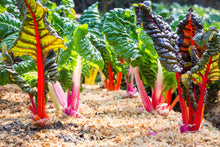 Load image into Gallery viewer, Swiss Chard, Northern Lights