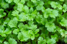 Load image into Gallery viewer, Cilantro, Leisure