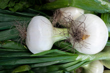 Load image into Gallery viewer, Onion, Sweet White Spanish