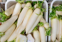 Load image into Gallery viewer, Radish, Japanese Minowase