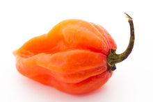 Load image into Gallery viewer, Pepper, Habanero Orange