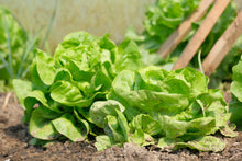 Load image into Gallery viewer, Lettuce, White Boston
