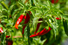 Load image into Gallery viewer, Pepper, Cayenne Long Red
