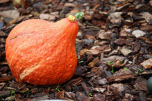 Load image into Gallery viewer, Winter Squash, Golden Hubbard