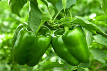 Load image into Gallery viewer, Pepper, Big Green Bell